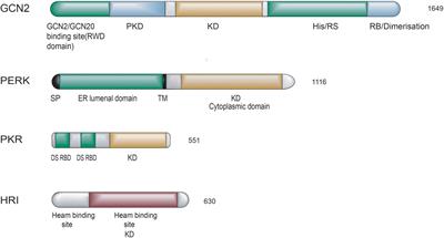 The Regulation of Integrated Stress Response Signaling Pathway on Viral Infection and Viral Antagonism